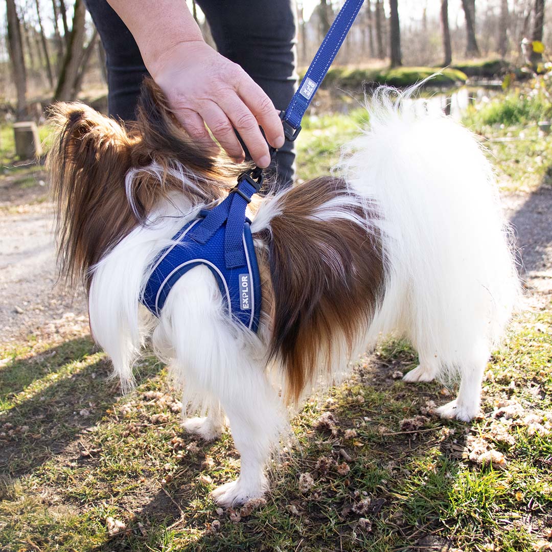 Ultimate fit kleine hond harnas Blauw - Sceneshot 2