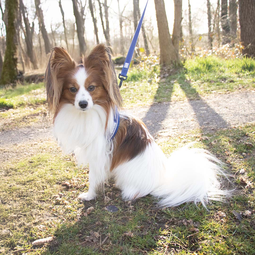 Ultimate fit kleine hond harnas Blauw - Sceneshot 3