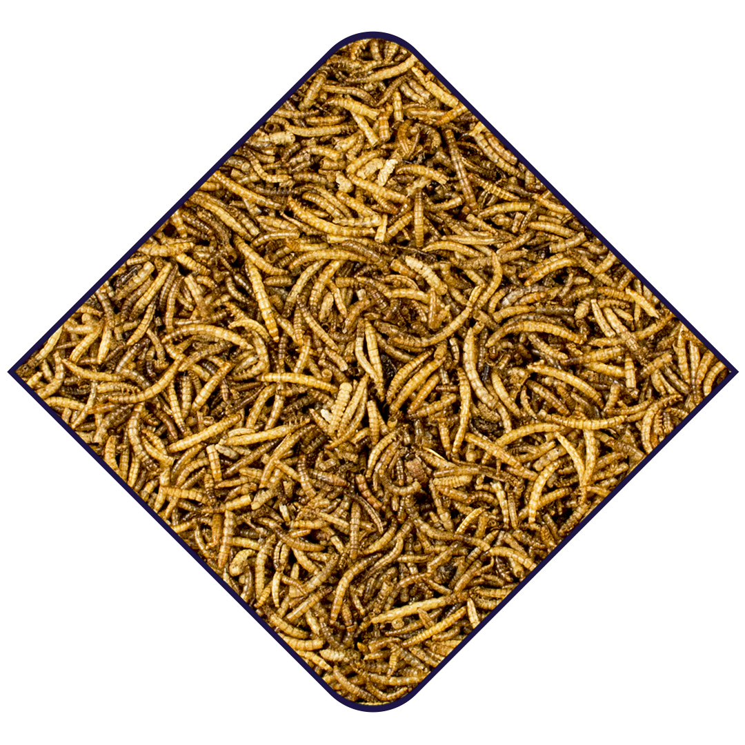 EXPERT ONE MEALWORMS - Foodshot