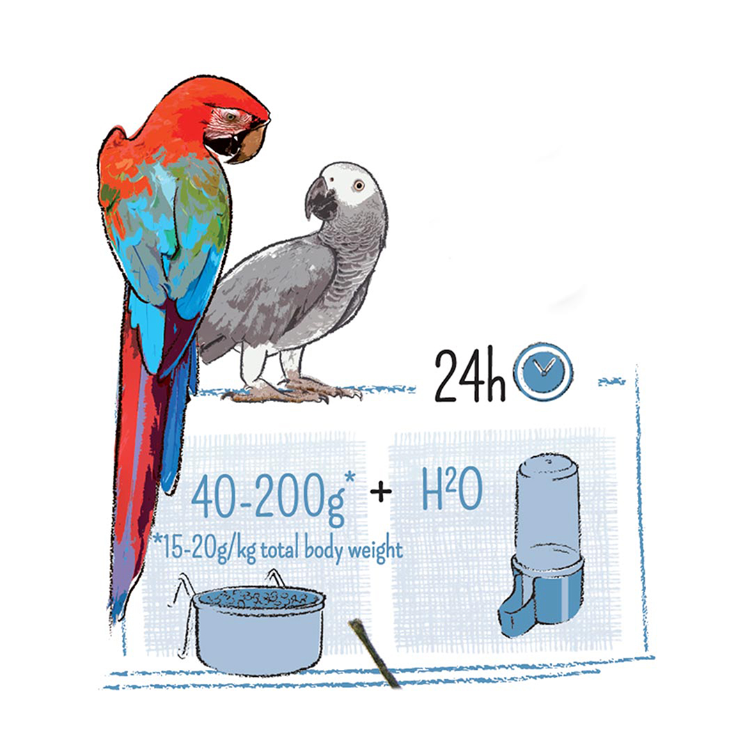 Puur parrot - Technische tekening