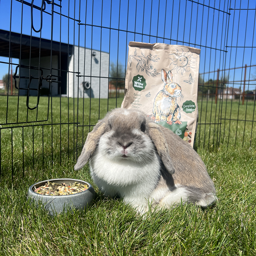 Country rabbit - Sceneshot