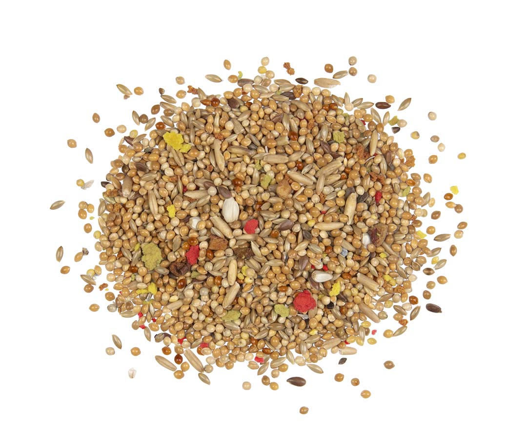 Country Budgie - Foodshot